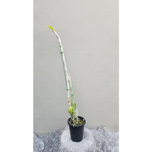 덴드로비움 네스터x파리쉬x킨즈베이비(뉴파리쉬)은 세 가지 교배종으로 구성된 식물로, 현재 개화상태이고 다양한 꽃 크기와 화색을 보여줍니다. 이 제품은 향과 함께 지루한 실내 환경을 화사하게 만들어 줄 것입니다.