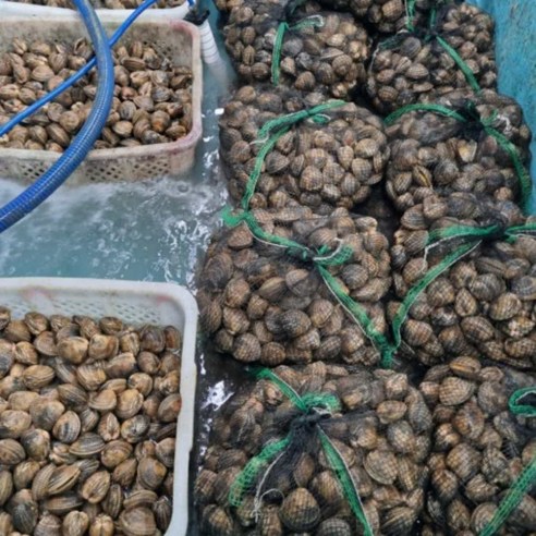 여수 새조개: 고소한 맛과 영양가를 즐기는 샤브샤브 원물