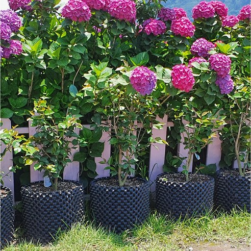 싱그러움을 담는 마법, 대형 플라스틱 화분으로 베란다를 요정의 정원으로!