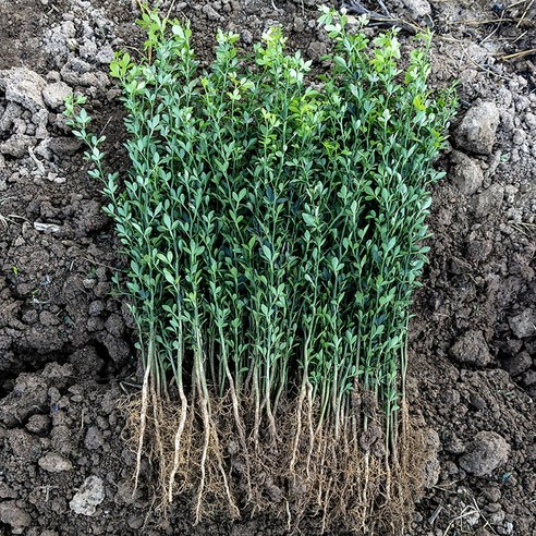 탱자나무 묘목: 당신의 정원에 싱그러움을 더하세요 탱자나무