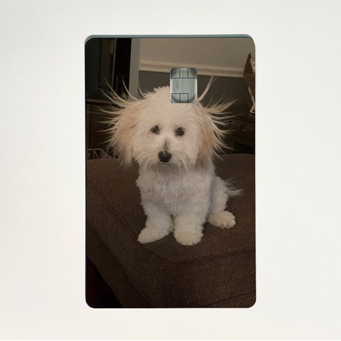 아르토르 Electric puppy 디자인 카드 스킨 리무버블 스티커, S 스몰 칩