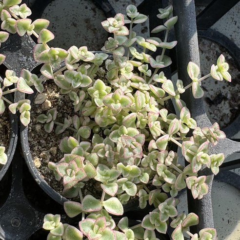 [올식스] 리틀미시금 다육식물 플랜테리어 홈가드닝 공기정화식물 개업화분 선인장, 1개