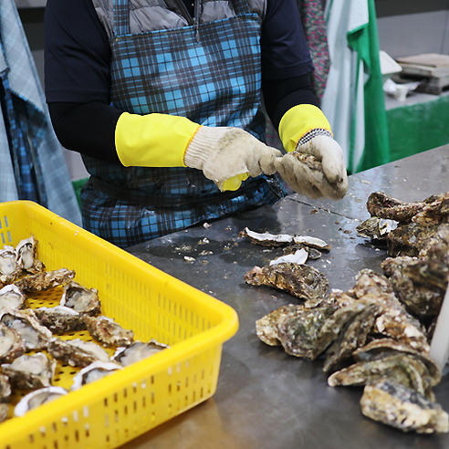 최고의 식감을 선사하는 최상급 통영 생굴