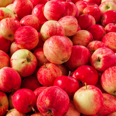 가을 햇살 머금은 황홀한 맛, 오늘의팜 꿀사과