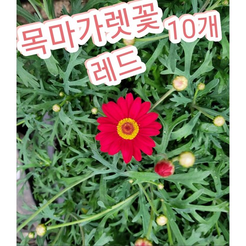 목마가렛꽃 레드 10개/꽃말은 마음속에 숨겨둔 진실한 사랑, 10개