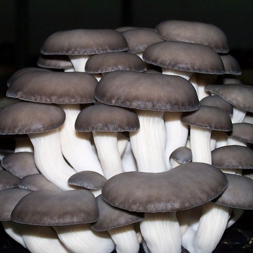 품질과 풍부한 영양으로 쉽게 느타리버섯을 키울 수 있는 상품