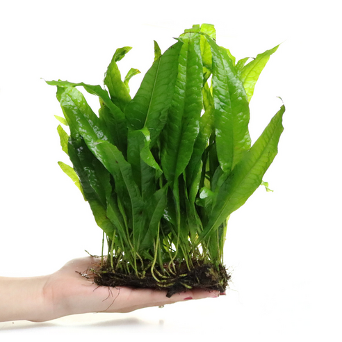 싱그러운 푸름을 당신의 수조에: 미크로소리움 라운드리프 대형 활착 수초 미크로소리움