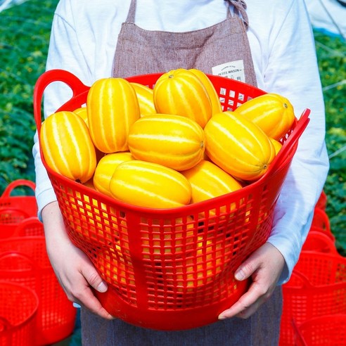 고당도 성주 꿀 참외: 신선함과 맛의 절묘한 조화