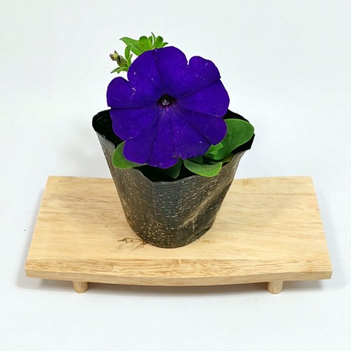 페츄니아 모종으로 삭막한 공간에 생기를 불어넣으세요!