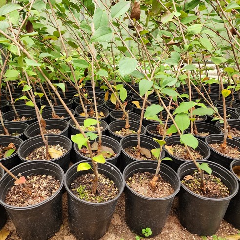 서부해당화, 당신의 정원에 낭만과 행복을 심다