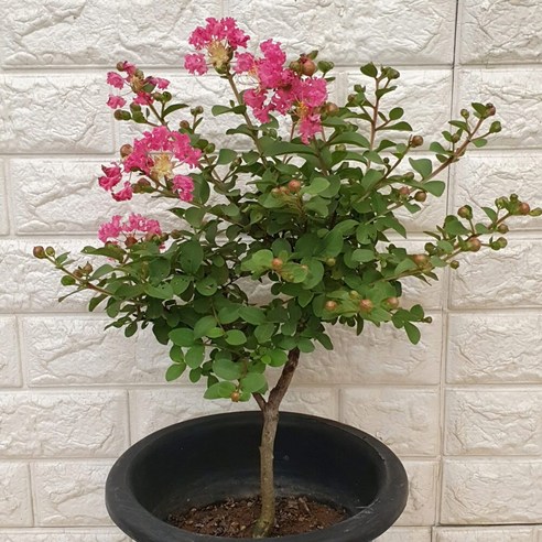 여름날의 로망을 내 집 정원으로, 목백일홍35 선택해야 하는 이유 베롱나무