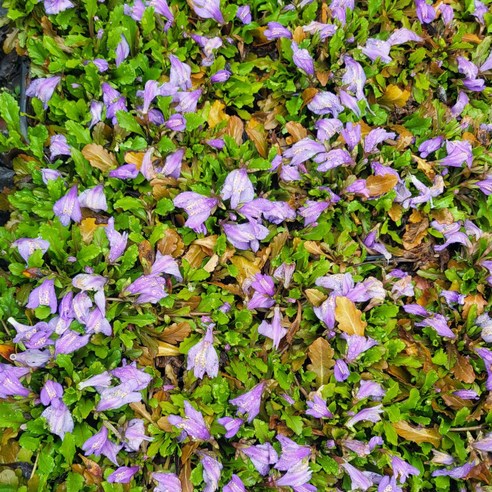 삭막한 일상에 활력을! 누운주름잎으로 싱그러운 봄을 집안에 들여보세요 누운주름꽃