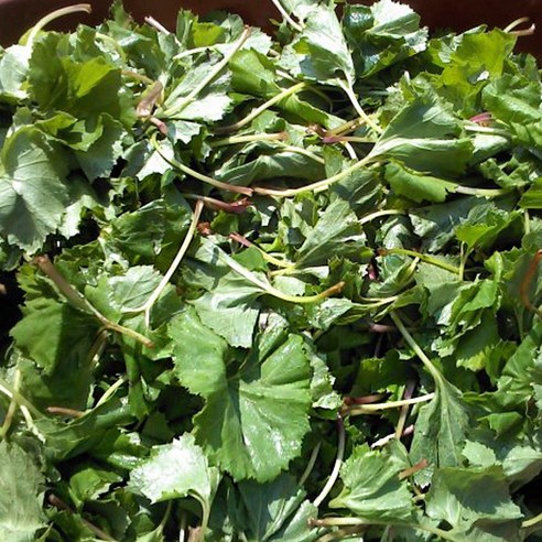 쌉싸름한 향긋함으로 잃어버린 입맛을 되찾아주는 청양골 머위 장아찌