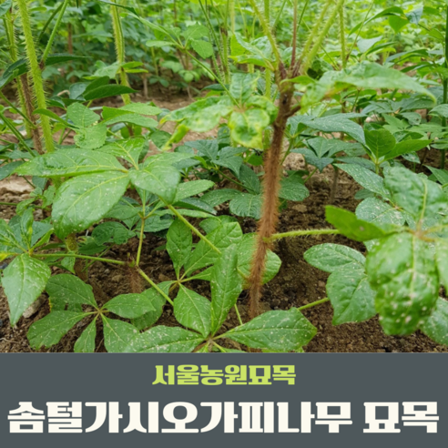 호랑가시나무 서울농원묘목/솜털가시오가피나무 묘목 2년생 특묘 약용수 특용수, 1개 Best Top5