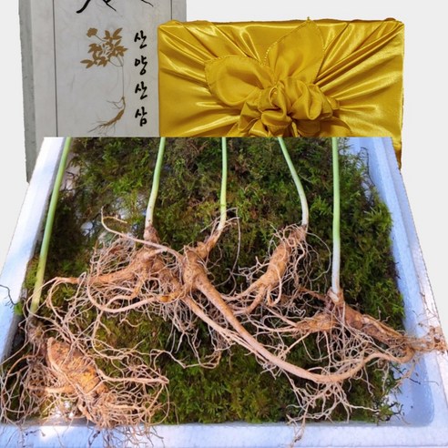 [한국명품산삼] 진짜 지리산 5-6년근 싹대산양삼 100% 산지직송 선물용 장뇌삼 산양산삼, 5뿌리, 1박스