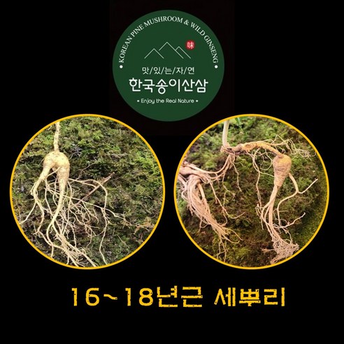 자연산 한국송이 산삼 16-18년근 3뿌리, 명절 선물로 좋은 진짜 야생산삼, 부모님 건강식품, 산삼의 효능 및 먹는법 포함 인삼뿌리