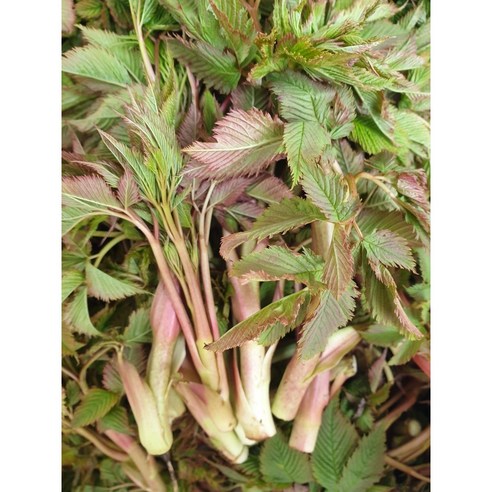 울릉도의 숨결을 담은 귀한 선물, 삼나물