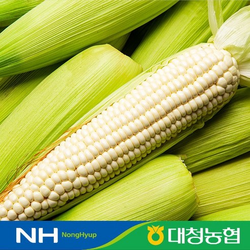 농협선별 대학찰옥수수 특품 20개입(15cm이상) / 산지직송 Non-GMO 품종, 대학찰옥수수20개