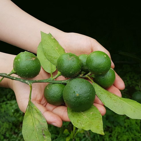 천하일품 첫수확! 제주 풋귤(청귤), 1개, 5kg(1개)