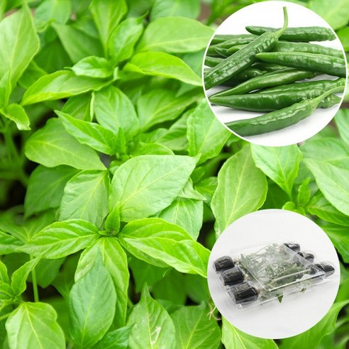 매운맛 마니아 주목! 갑조네 청양고추 모종으로 집에서 화끈한 텃밭 라이프 시작! 청양고추모종