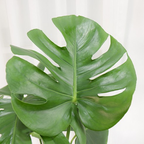 울창하고 싱싱한 몬스테라 델리시오사: 가정에 자연미를 더하는 쉬운 관리 식물