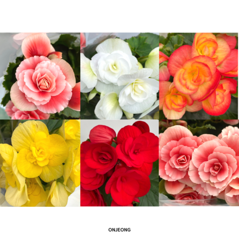 1+1 랜덤 발송! 5가지 색상의 33cm 장미베고니아 2개 판매 장미나무 1+1 랜덤 발송! 5가지 색상의 33cm 장미베고니아 2개 판매 장미나무