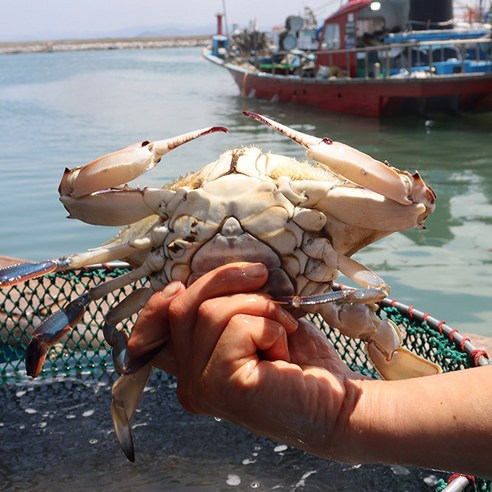 서천 어부의 서해안 꽃게 2kg