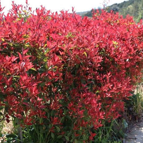 홍가시나무, 아름다움과 실용성을 겸비한 생울타리 홍가시나무
