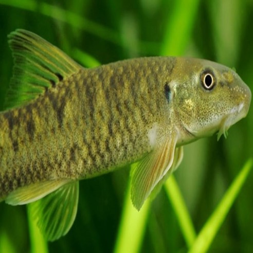 작지만 강렬한 행복, 닥터피쉬 가라루파와 함께하는 특별한 휴식