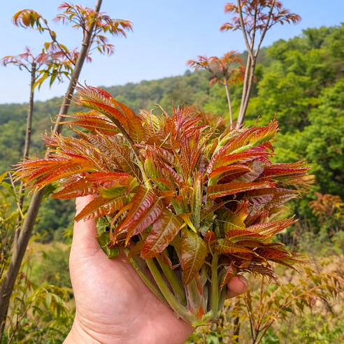 [최상급수확선별] 가죽나물 야들야들봄순 산지직송 참죽나물
