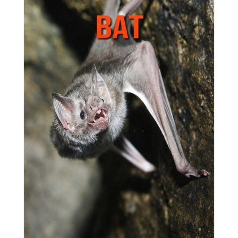 Bat: Learn About Bat and Enjoy Colorful Pictures Paperback, Independently Published, English, 9798693920569