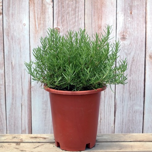 이삭 허브 로즈마리(중품) 향균 살균작용뛰어난 향신료로도 사용 허브, 단품