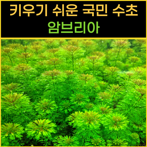 생명 가득한 수조를 위한 완벽한 수초