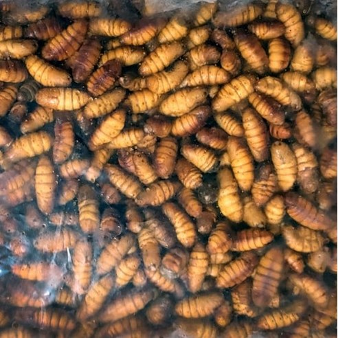 2025년 봄 햇살 담은 진짜 번데기의 귀환