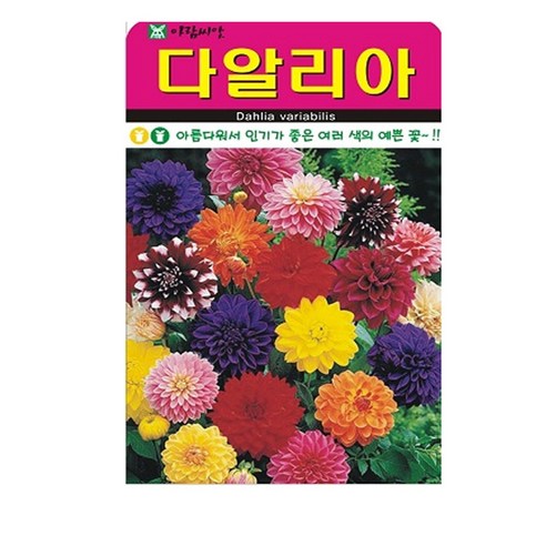 다알리아 씨앗, 1개