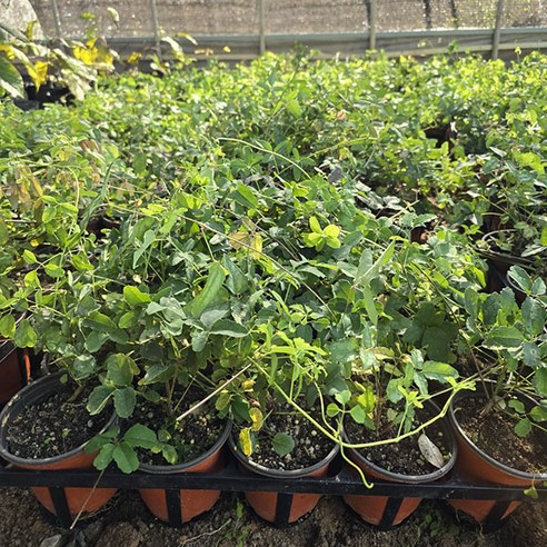 아름다움이 가득한 슈퍼으름나무로 정원과 집안을 화사하게 꾸며보세요