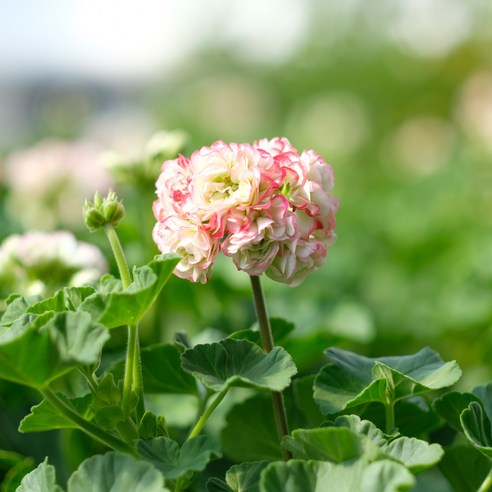 삭막한 일상에 활력을! 로즈버드 유럽제라늄으로 나만의 작은 정원을