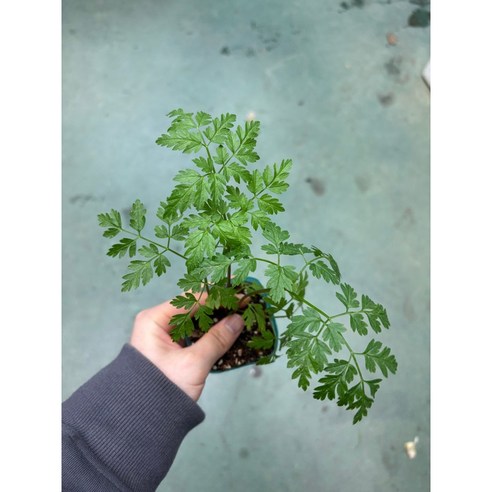 전호나물 모종으로 식탁에 싱그러운 봄을 더하세요.