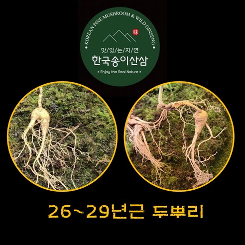 한국송이산삼 자연산 산삼 야생산삼 진품감정서 명절선물 26~29년근 2뿌리 자연산산삼 산삼판매 자연삼 지종삼 천종삼 산삼먹는법 산삼효능 산삼의효능 부모님건강식품, 2개