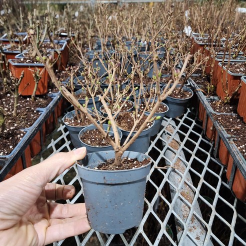향긋한 설렘을 정원에, 미스김라일락 묘목