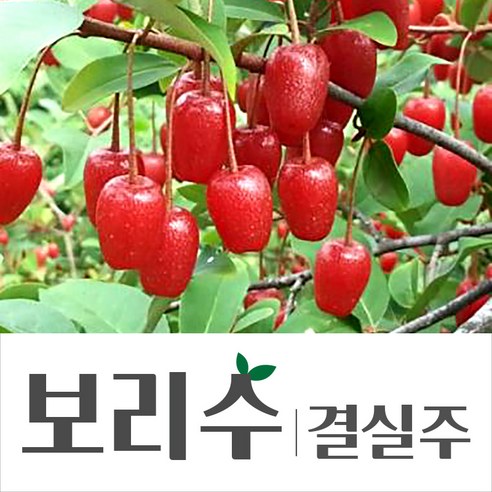 [경민농원]왕보리수나무 보리수결실주 분(4년생) R3점