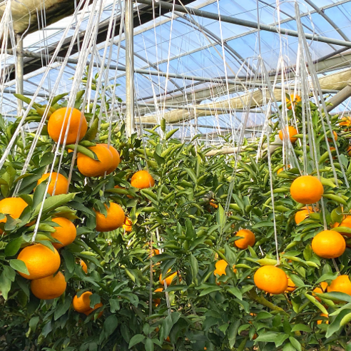 제주 자연의 맛을 담은 프리미엄 천혜향 선물세트