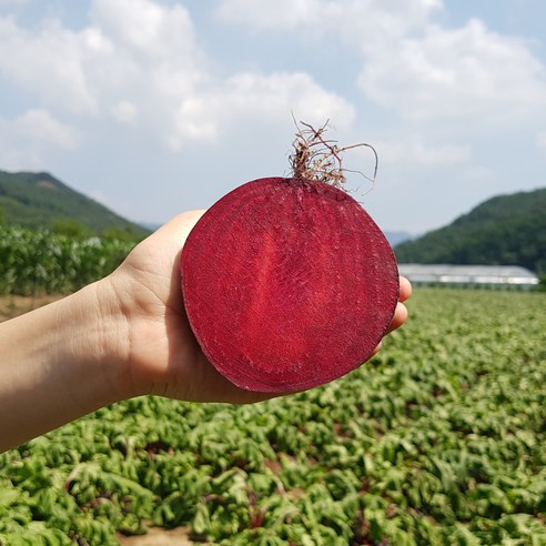 비트  FRESH 국내산 친환경 비트, 1개, 5kg