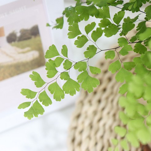 촉촉한 싱그러움, 아디안텀으로 공간에 생기를 불어넣으세요!