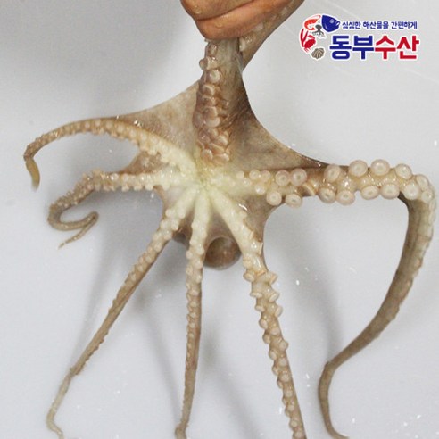 살아있는 활낙지의 신선한 맛과 높은 생존율