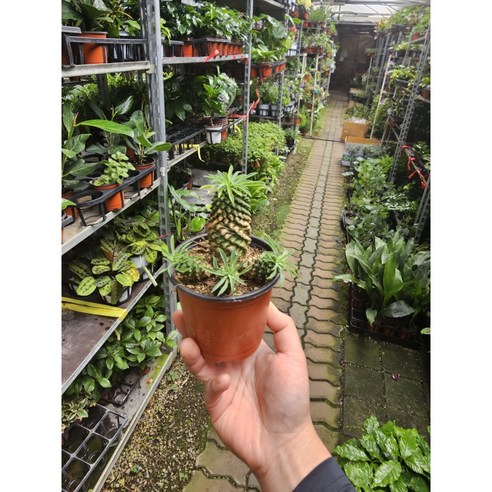 괴마옥 하나로 삶에 초록빛 행복을 더하세요.