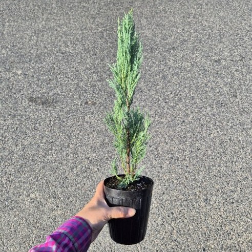 답답한 도시, 내 공간에 싱그러움을 더하는 마법: 문그로우나무 포트묘 2년생 문그로우