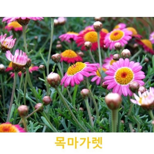 초화식물/야생화 목마가렛 갈색플라스틱모종 4개(L0061), 4개