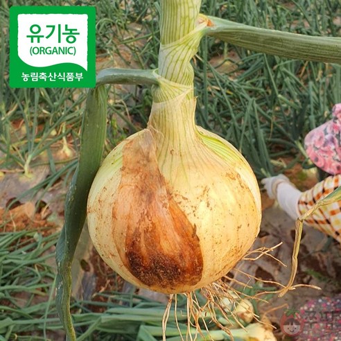 쭈팜 유기농 양파 산지직송 조생 햇양파, 1박스, 3kg (혼합)