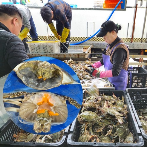 해담은 산지직송 당일조업 연평도 빙장 알배기 암꽃게, 1박스, 3kg(12~15미)